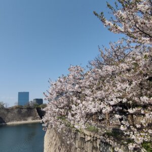 クイズに挑戦して「サクラ博士」になろう！2026年のお花見散歩はいつ楽しめる？