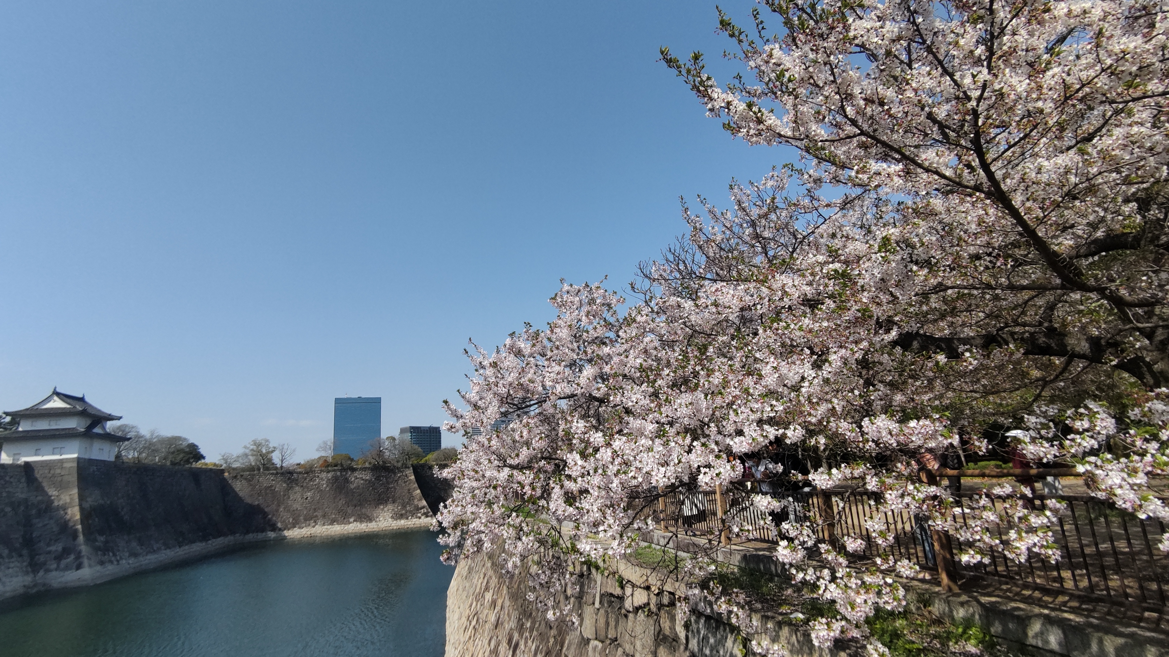 クイズに挑戦して「サクラ博士」になろう！2026年のお花見散歩はいつ
