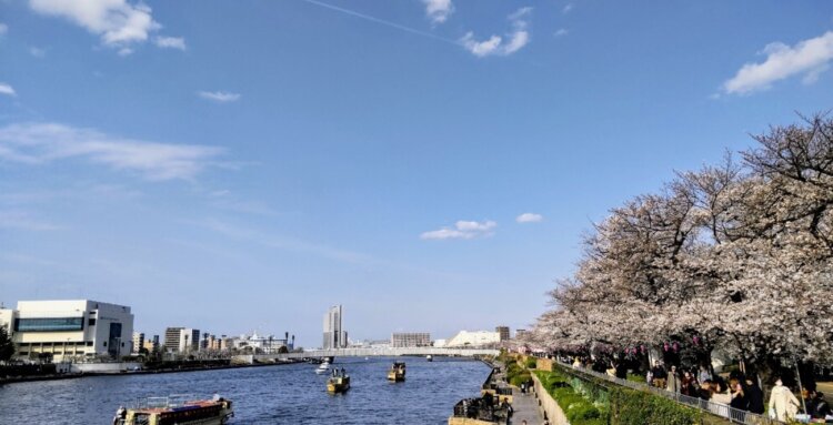 満開のサクラを舟から眺めるのも、春ならではの楽しみ。