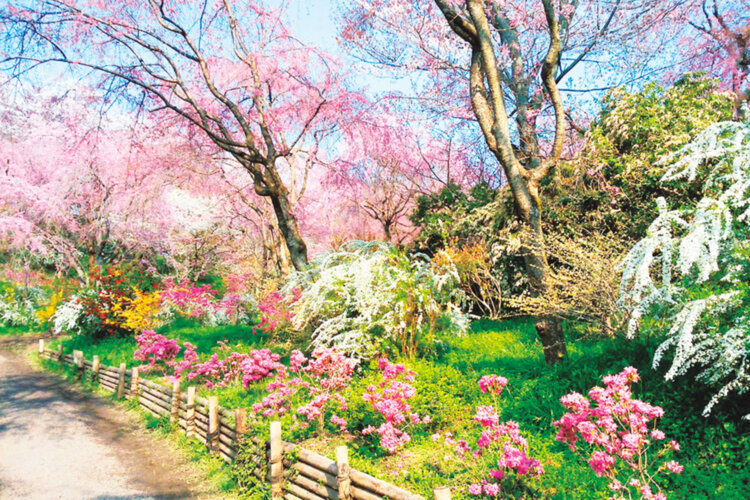 「京の桜の隠れ里」ともいわれる原谷苑。春に一般公開され、20種以上の桜を観賞できる。