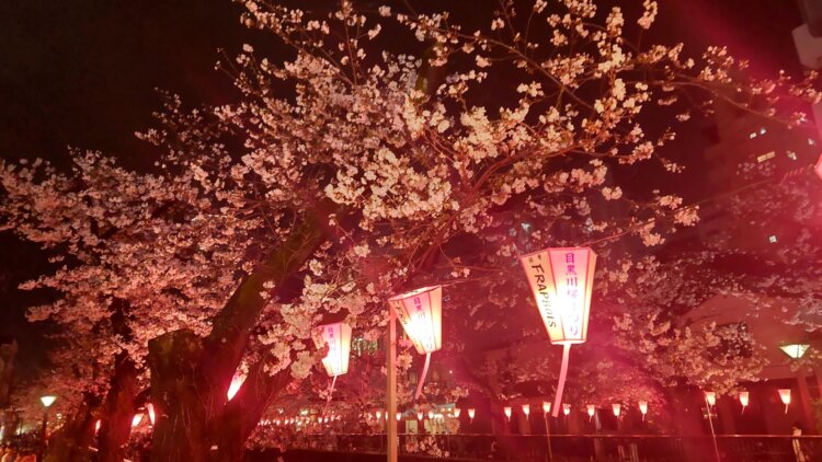 夜風が心地よく感じられる季節、サクラを見ながらほろ酔い気分で歩きたい。