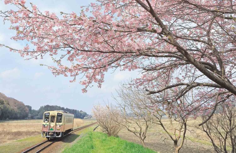 【ローカル線ひとり旅】ひたちなか海浜鉄道湊線［茨城県］～すべてをほしいままにする干し芋&おさかな王国へ