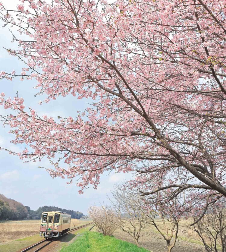 3月中〜下旬は桜が彩るホーム周辺。春の撮影スポットだ（写真＝マシマ・レイルウェイ・ピクチャーズ）。