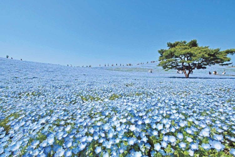 4月中旬から5月上旬にかけ、ネモフィラの鮮やかな青に染まる、国営ひたち海浜公園のみはらしの丘（写真＝国営ひたち海浜公園）。