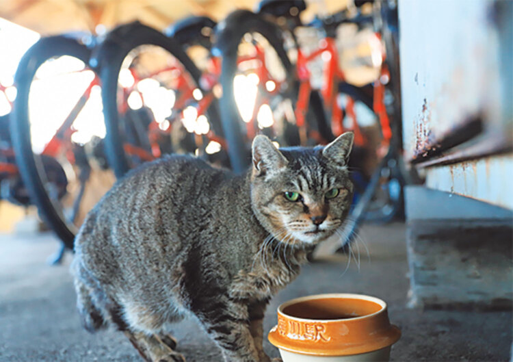 亡くなった猫駅長・おさむの盟友、ミニさむちゃんは那珂湊駅で日々を過ごす。
