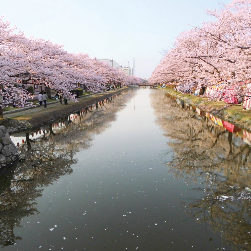 用水沿いの両岸に咲く約450本の桜が壮観！「草加さくら祭り」が葛西用水沿いで3月28・29日に開催