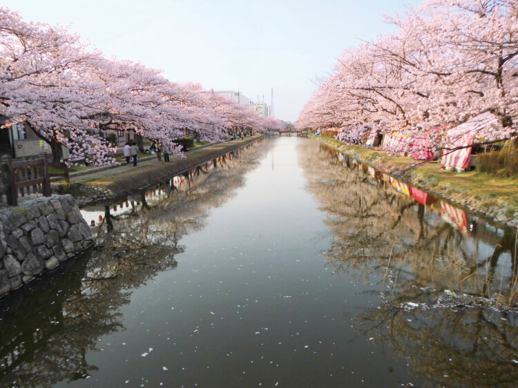 用水沿いの両岸に咲く約450本の桜が壮観！「草加さくら祭り」が葛西用水沿いで3月28・29日に開催