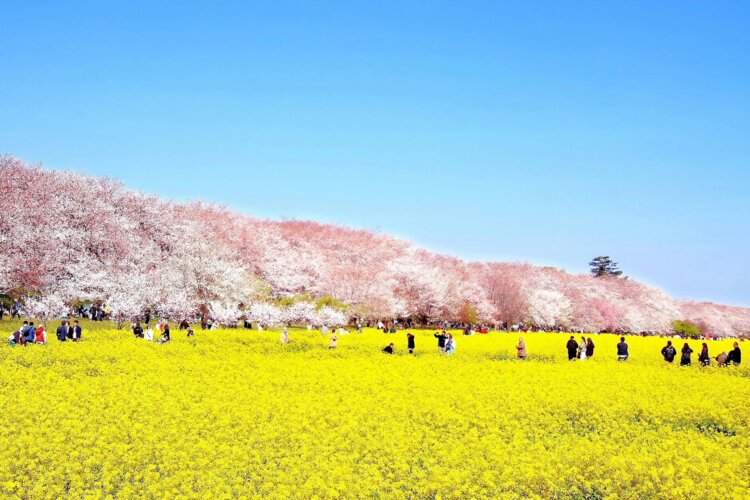 桜と菜の花のコントラストが美しい！「第93回幸手桜まつり」が「森田鉄工所 権現堂桜堤 Mirai Park」で3月27日～4月12日に開催