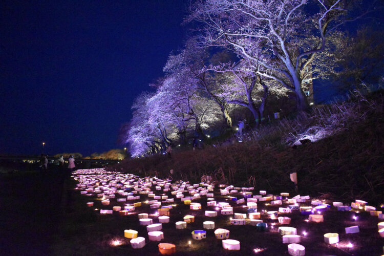市民のみなさんから約4000個の「紙さくら」を募り、河川敷に並べた「みんなでつくる桜のあかりプロジェクト」。