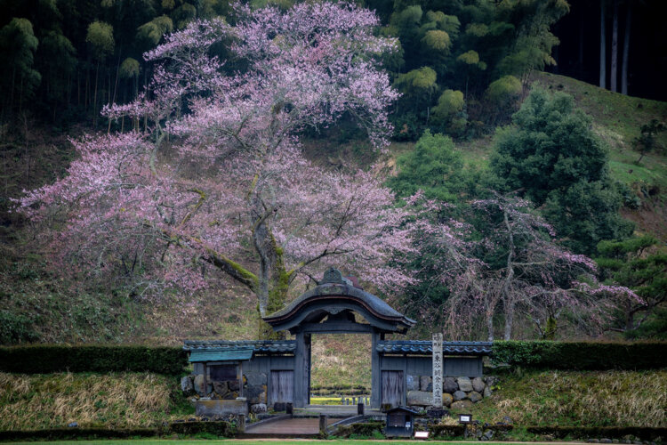 一乗谷朝倉氏遺跡。唐門に映えるのは薄墨桜。