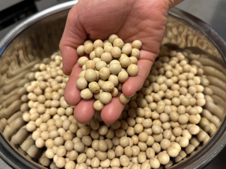 大豆と大和芋のコロッケに使う大豆も、水で戻すところから始まる。