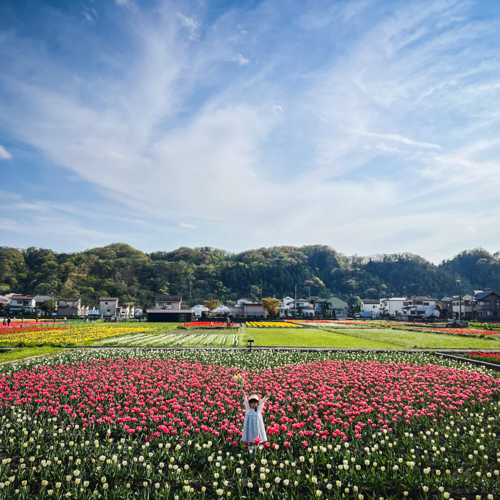 桜とチューリップの絶景を楽しむ！「はむら花と水のまつり2026」が羽村市の桜づつみ公園周辺、根がらみ前水田ほかで3月28日～4月15日に開催