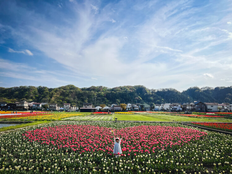 桜とチューリップの絶景を楽しむ！「はむら花と水のまつり2026」が羽村市の桜づつみ公園周辺、根がらみ前水田ほかで3月28日～4月15日に開催