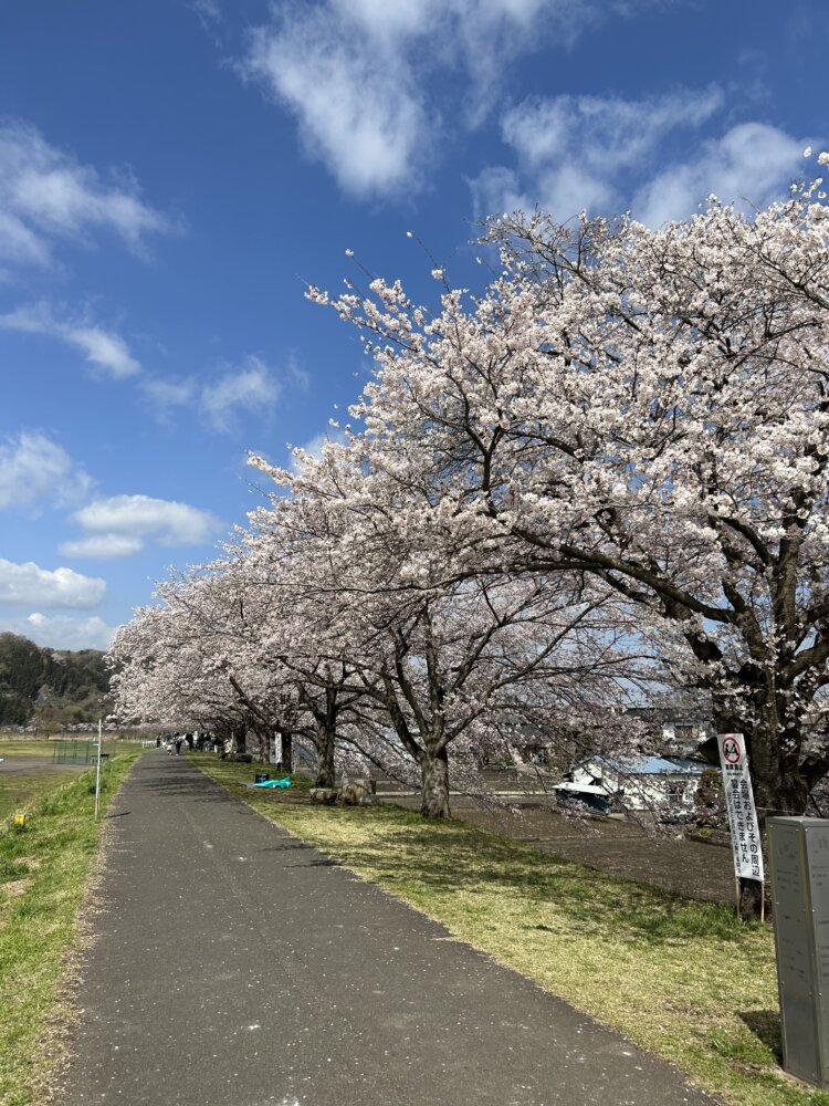 堤防の上は遊歩道になっていて桜を見上げながら散歩を楽しめる。