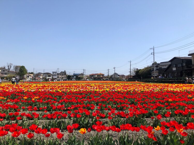 関東最大規模ともいわれる約35万本の色鮮やかなチューリップ畑は必見！