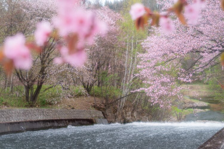 本州とはひと味違った魅力を楽しめる北海道のサクラ（画像＝美瑛町観光協会）。