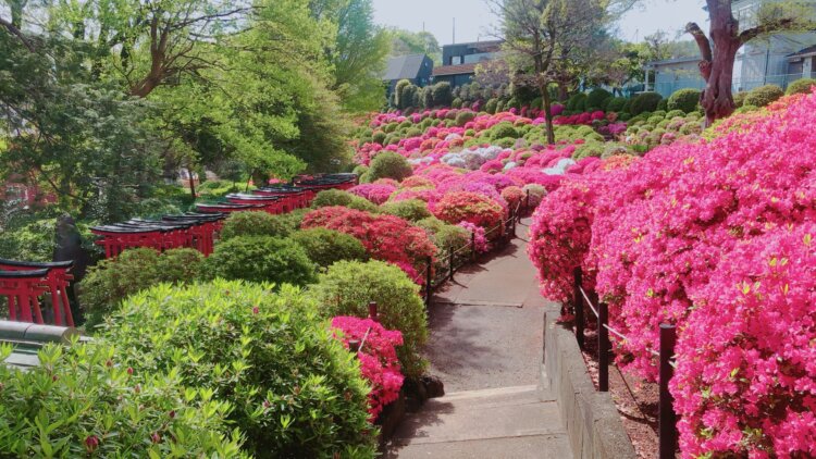 約100種3000株が色鮮やかに！「第55回文京つつじまつり」が根津神社で4月1～30日に開催