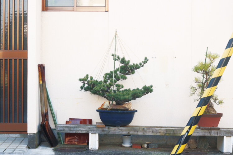 盆栽の雪吊り。美しい縄の張り具合から、家主による丹念な手仕事が垣間見える。