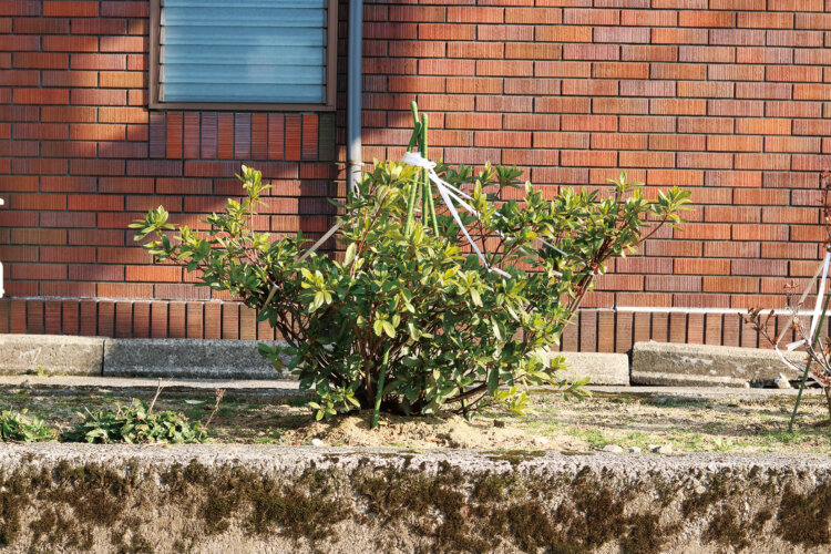こちらも園芸用ポールとビニール紐を使用した、手製らしき雪吊り。