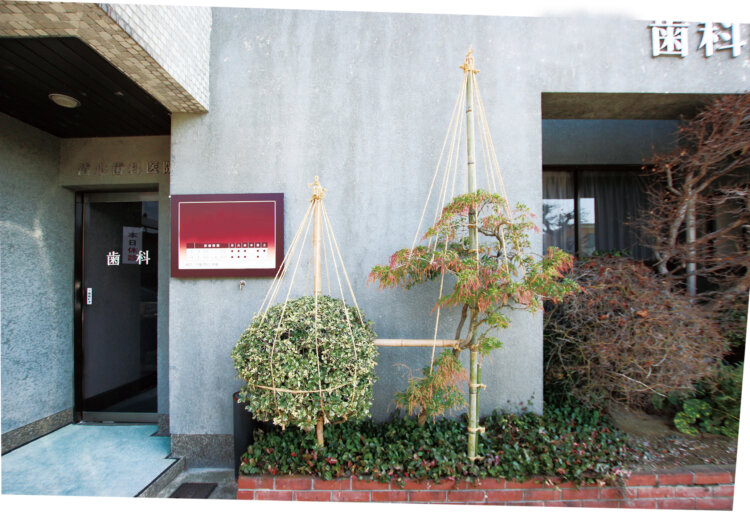 医院の入り口にて、隣り合う大小の木に施された、雪吊りコンビ。