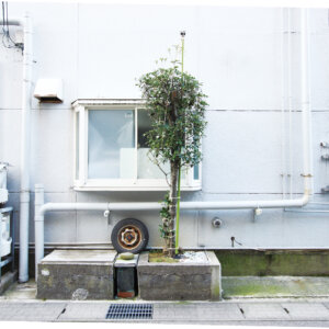 機能性と美しさのコラボレーション。山本周さんに伺う、雪国の「雪吊り」