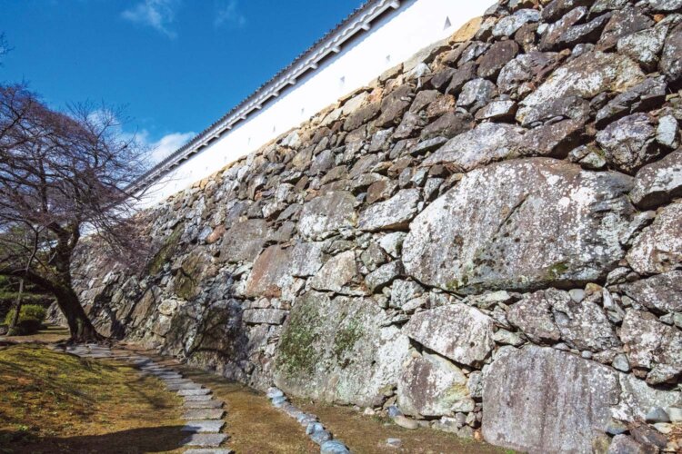 秀吉時代に築かれた石垣は、自然石を使用した野面（のづら）積みだ。