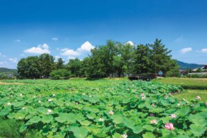 【旅の手帖】豊臣兄弟ゆかりの城 備中高松城