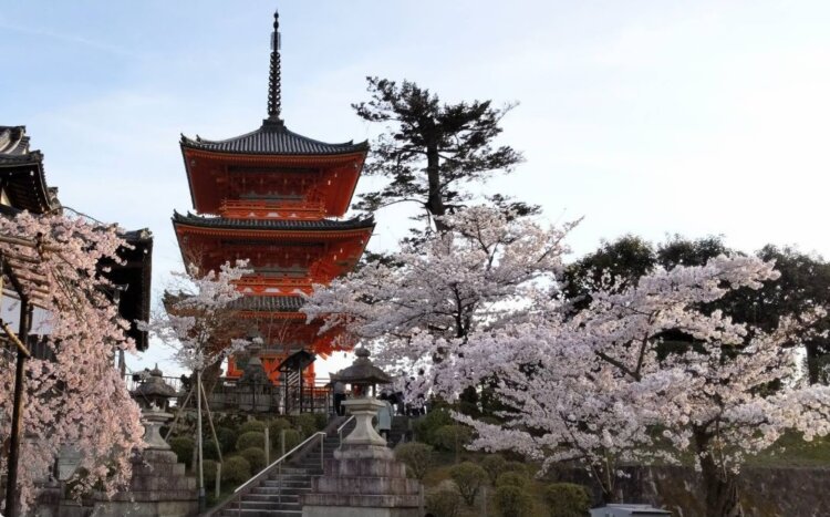 薄いベールをかけたかのような霞空と満開の桜。