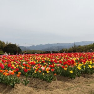 「霞」「霧」「靄」の違いは？春は霞がかった淡い空が魅力！のんびり眺めて散歩しよう