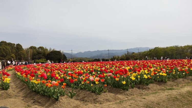 「霞」「霧」「靄」の違いは？春は霞がかった淡い空が魅力！のんびり眺めて散歩しよう