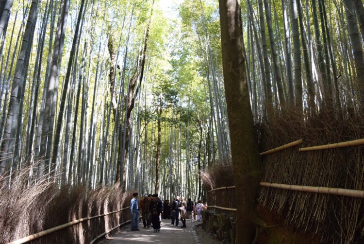 今度は歩きながら竹林を眺める。