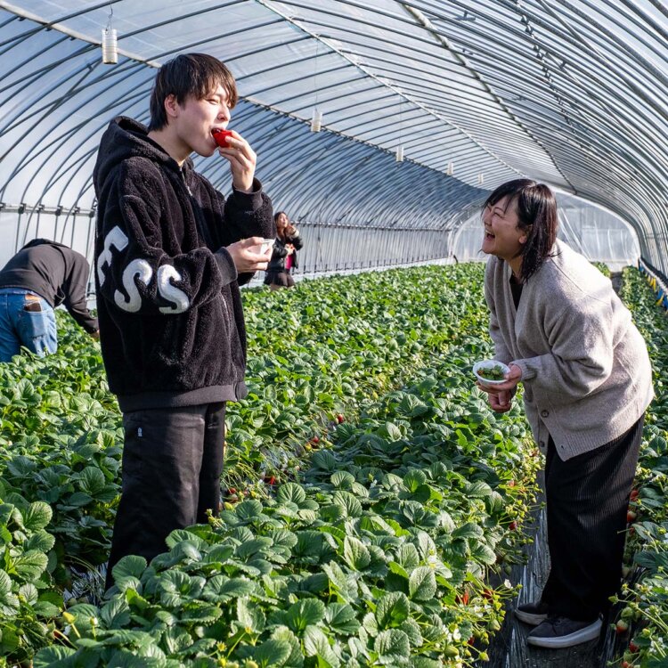 今回訪れた『井頭観光いちご園』では、5月上旬までいちご狩りを楽しめる。