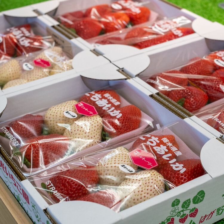 摘みたての完熟いちごが直売所に並ぶのも生産地ならでは。