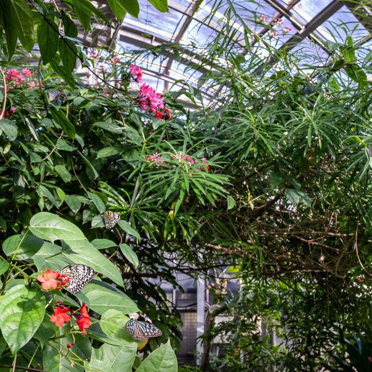 「熱帯生態館」と「高山植物館」からなる『花ちょう遊館』。開館時間は9時〜16時30分で入館料600円。