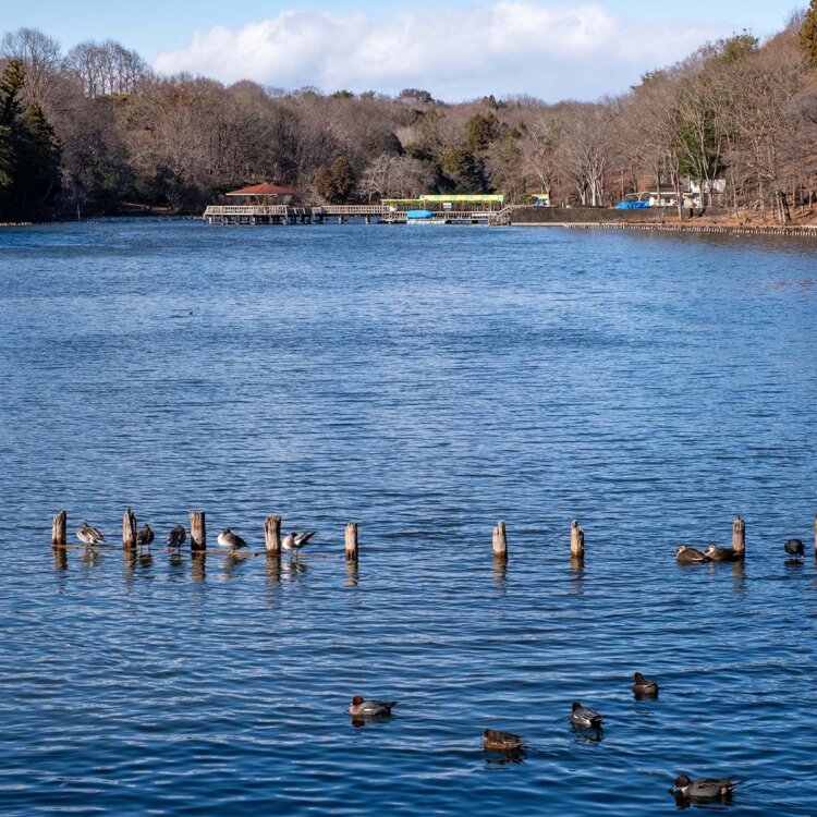 水鳥が集まるボート池。ボート利用は3月中旬～11月下旬。