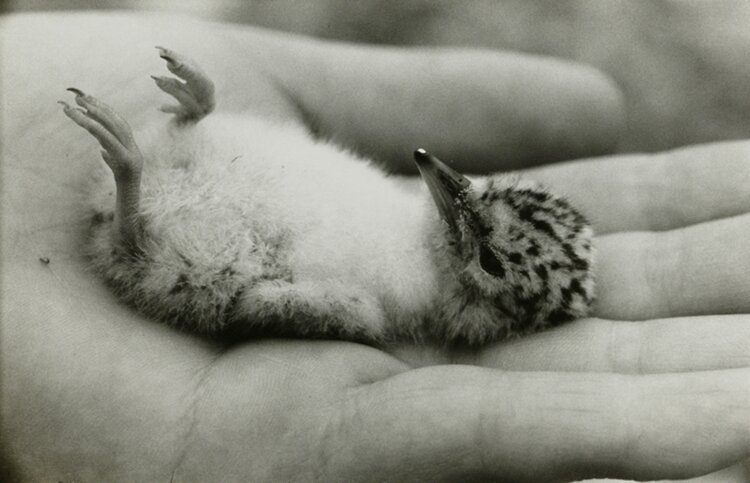 田村栄《てのひらのヒナ（孵化3日目）》〈多摩川の鳥〉より 1954-60年 ゼラチン・シルバー・プリント 『東京都写真美術館』蔵。