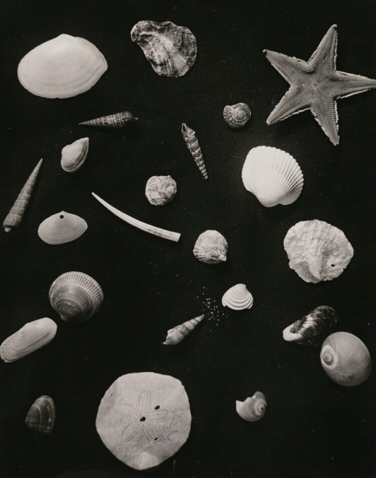 恩地孝四郎〈博物志〉より 1938-42年 ゼラチン・シルバー・プリント 『東京都写真美術館』蔵。