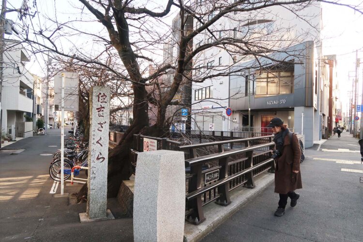 オズ通りを進むと、武蔵小杉駅の方から続く渋川という川にあたる。「住吉ざくら」と呼ばれ、川に沿って2kmほど桜並木が続くそうだ。