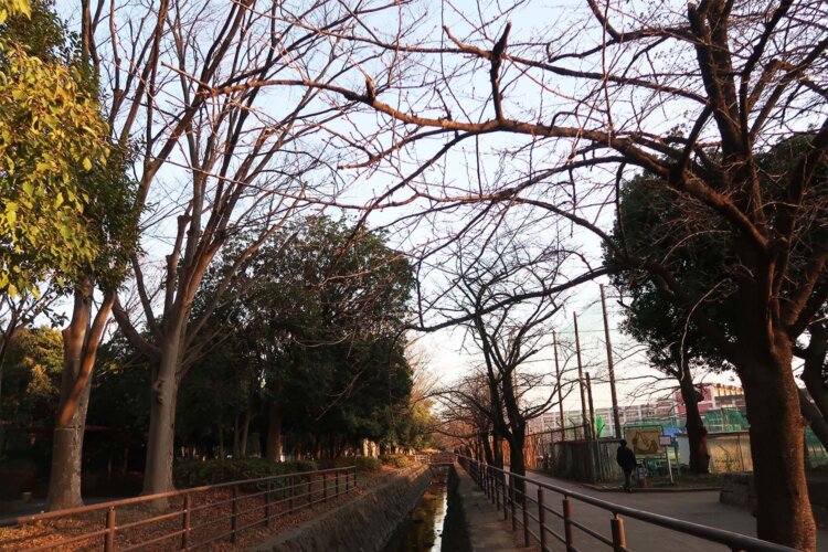 春は商店街で買った焼き鳥やビールでお花見したいなあ。