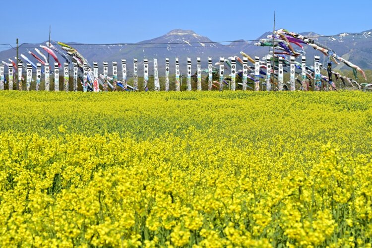 菜の花畑と鯉のぼりの共演が美しい『那須ハートフルファーム』（写真＝PIXTA）。