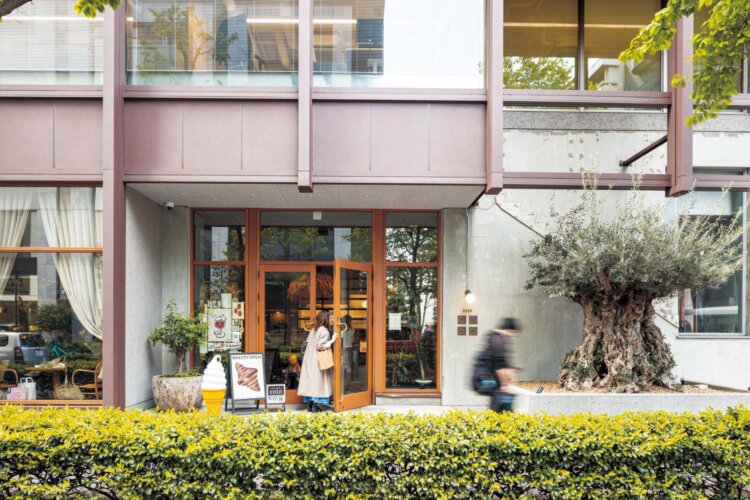 オリーブの大木は行き交う人の目を奪う。