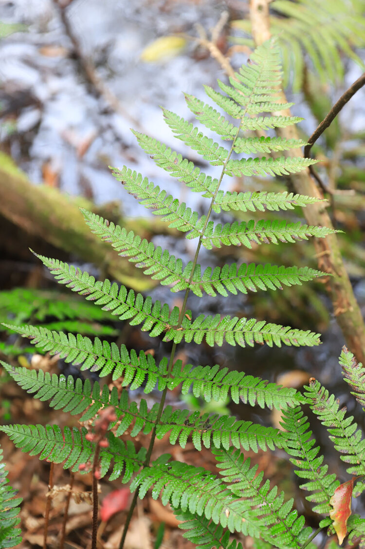暖地植物のテツホシダを発見！