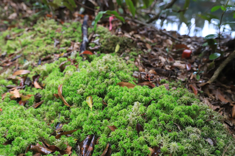 寒地植物は写真のオオミズゴケのほか、ヤマドリゼンマイも。