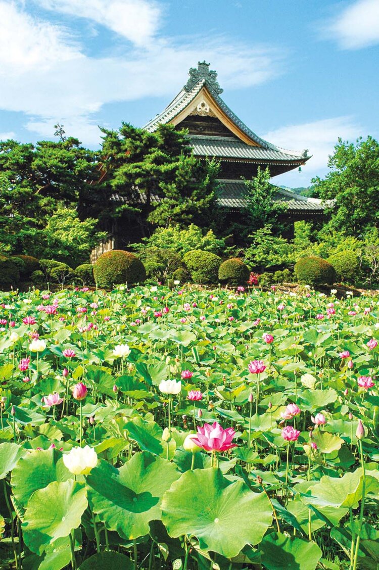 本堂の裏にある蓮田で夏にはハスの花が咲く。