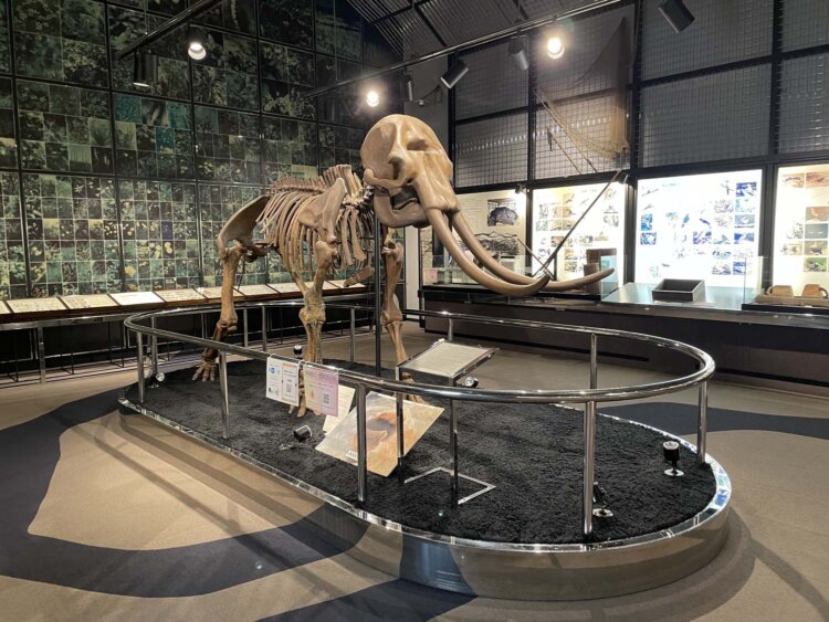 アケボノゾウの骨格標本。