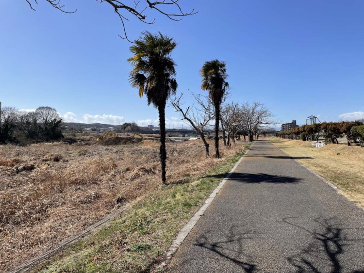 突然のトロピカル要素。