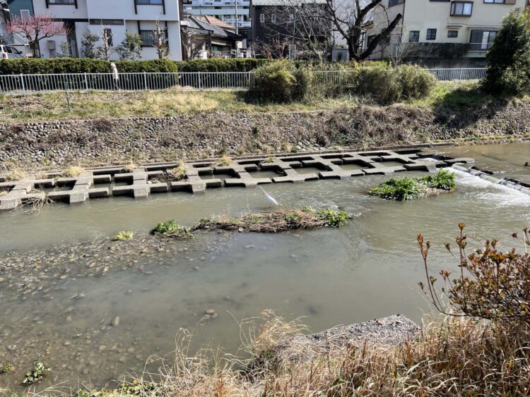 魚を狙う？　白鷺。