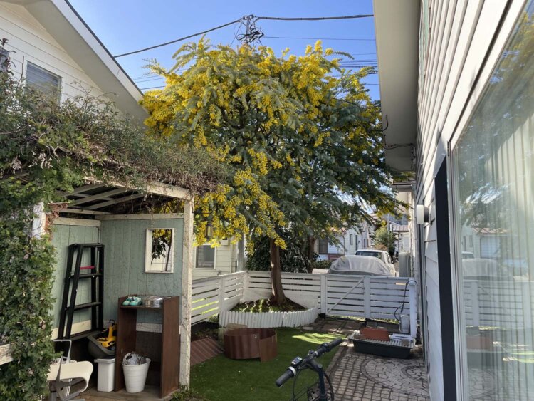 庭に咲くミモザ。以前の入居者が退去する際、そのまま残してもらったもの。