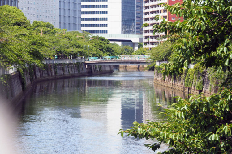 居木橋から見た目黒川の上流方面。奥の橋は森永橋で、森永製菓の工場があった頃に架けられた橋なんだとか。