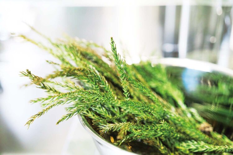 蒸留体験では未利用だった八溝杉の枝葉を活用。細かく刻んで柑橘の果皮やハーブと一緒に蒸留器へ。